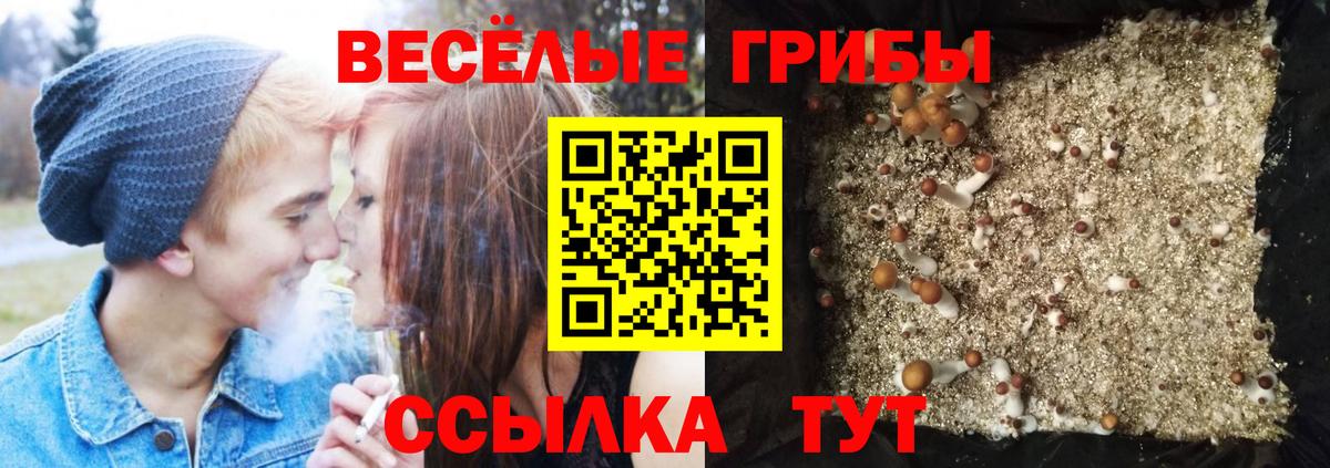 Псилоцибиновые грибы мицелий Клинцы